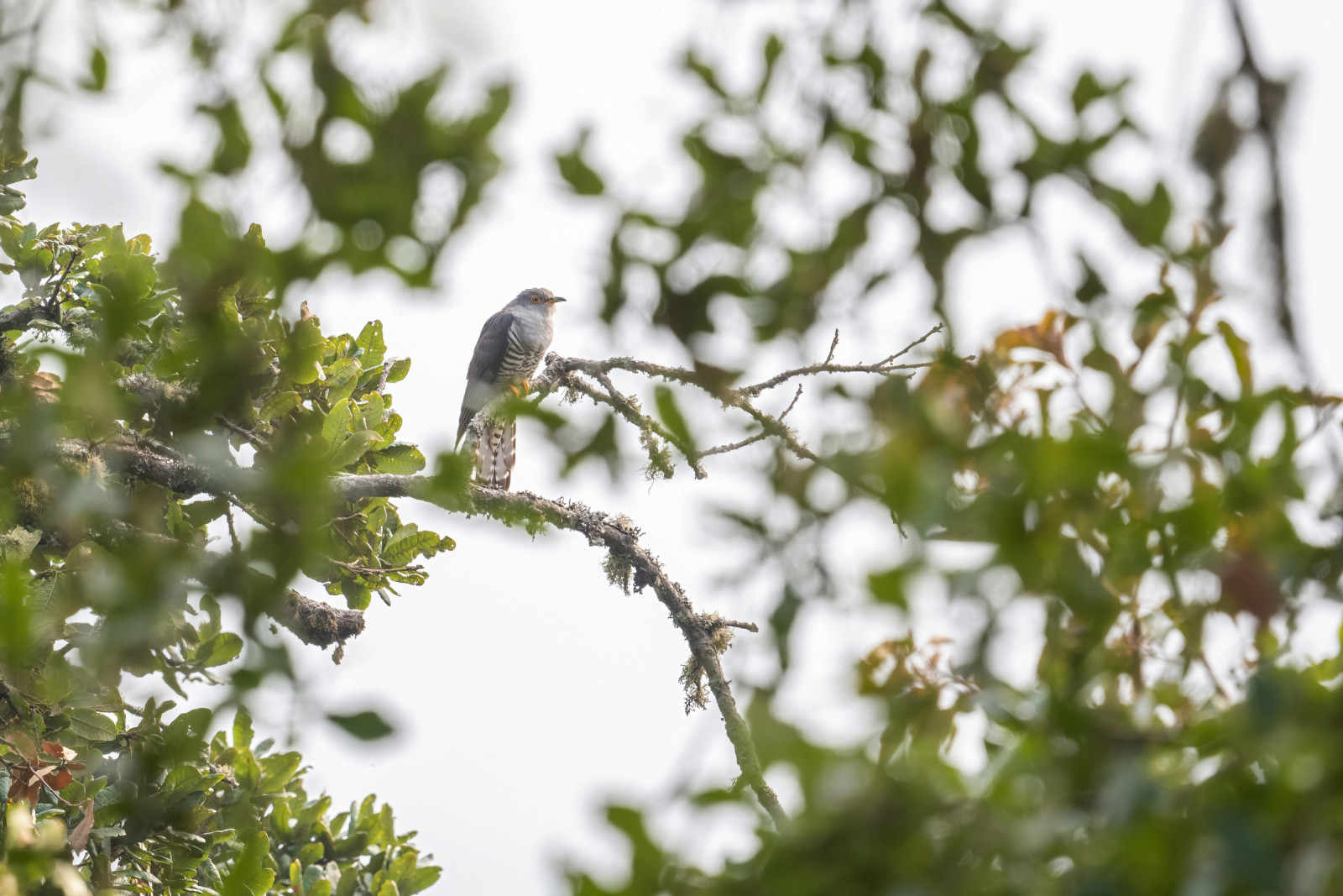 image Himalayan Cuckoo
